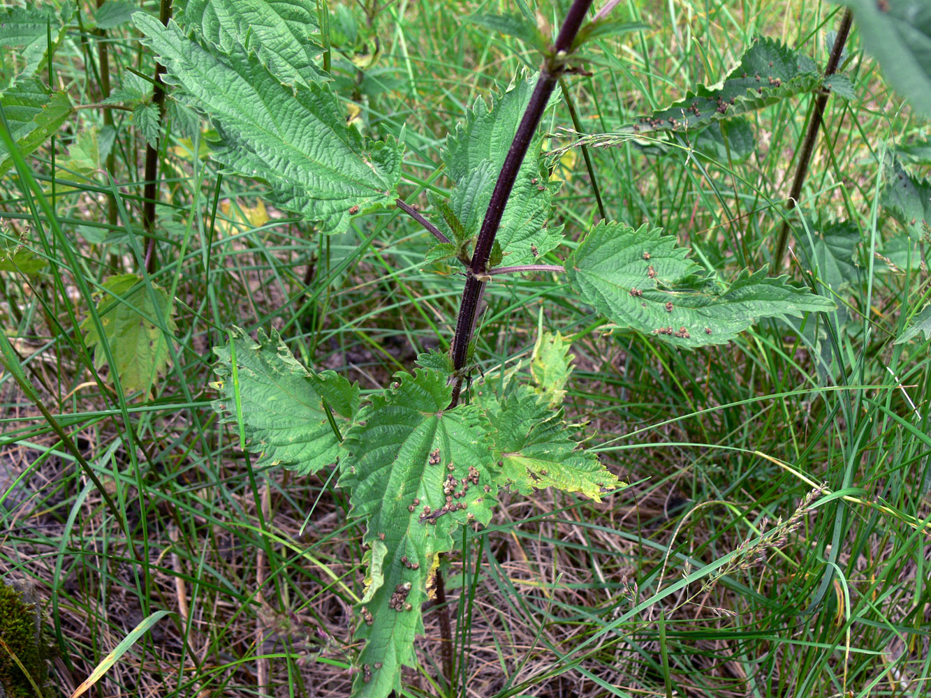 Image of Urtica dioica specimen.