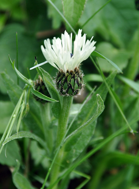 Image of Centaurea cheiranthifolia specimen.