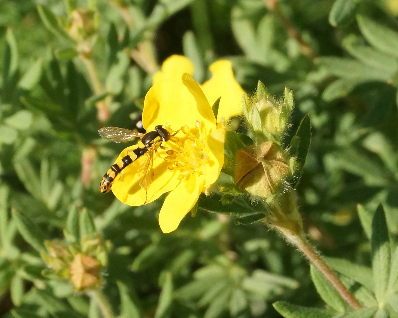 Image of Dasiphora fruticosa specimen.