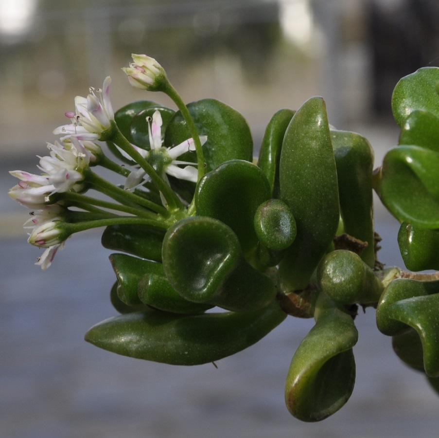 Изображение особи Crassula ovata.