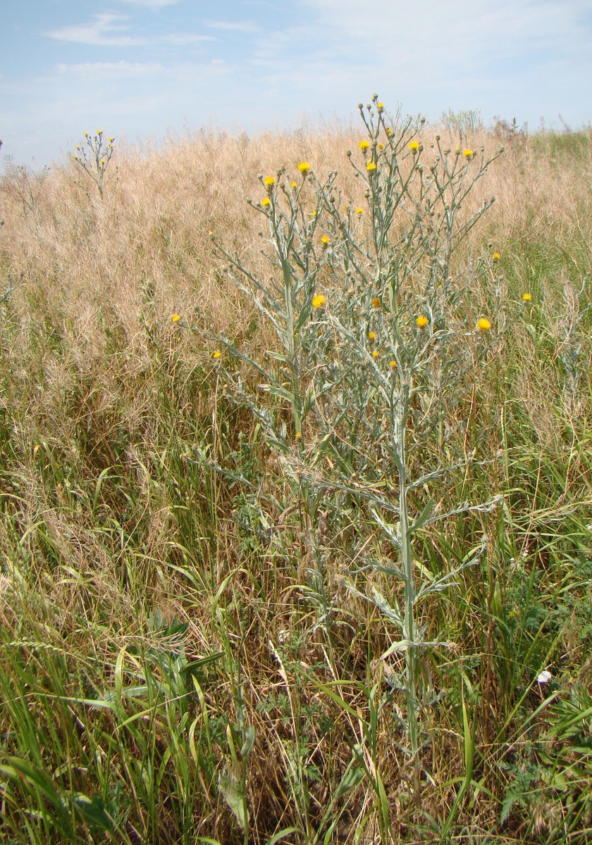 Image of Centaurea solstitialis specimen.