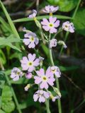 Primula farinosa