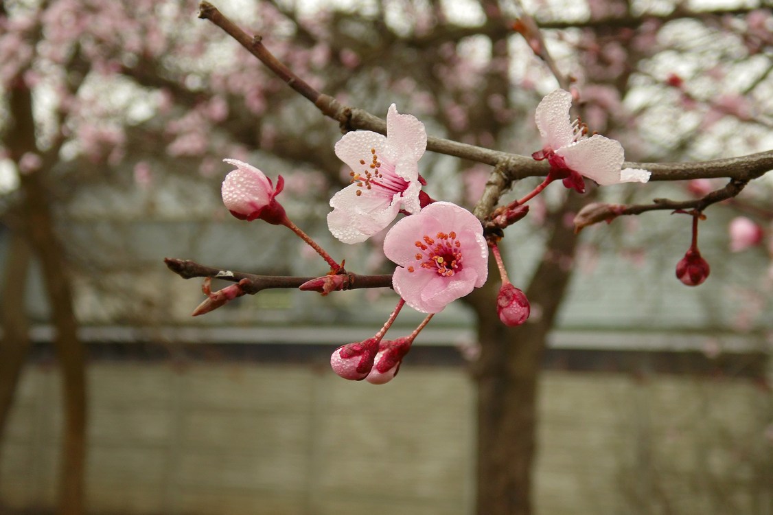 Image of Prunus cerasifera var. pissardii specimen.