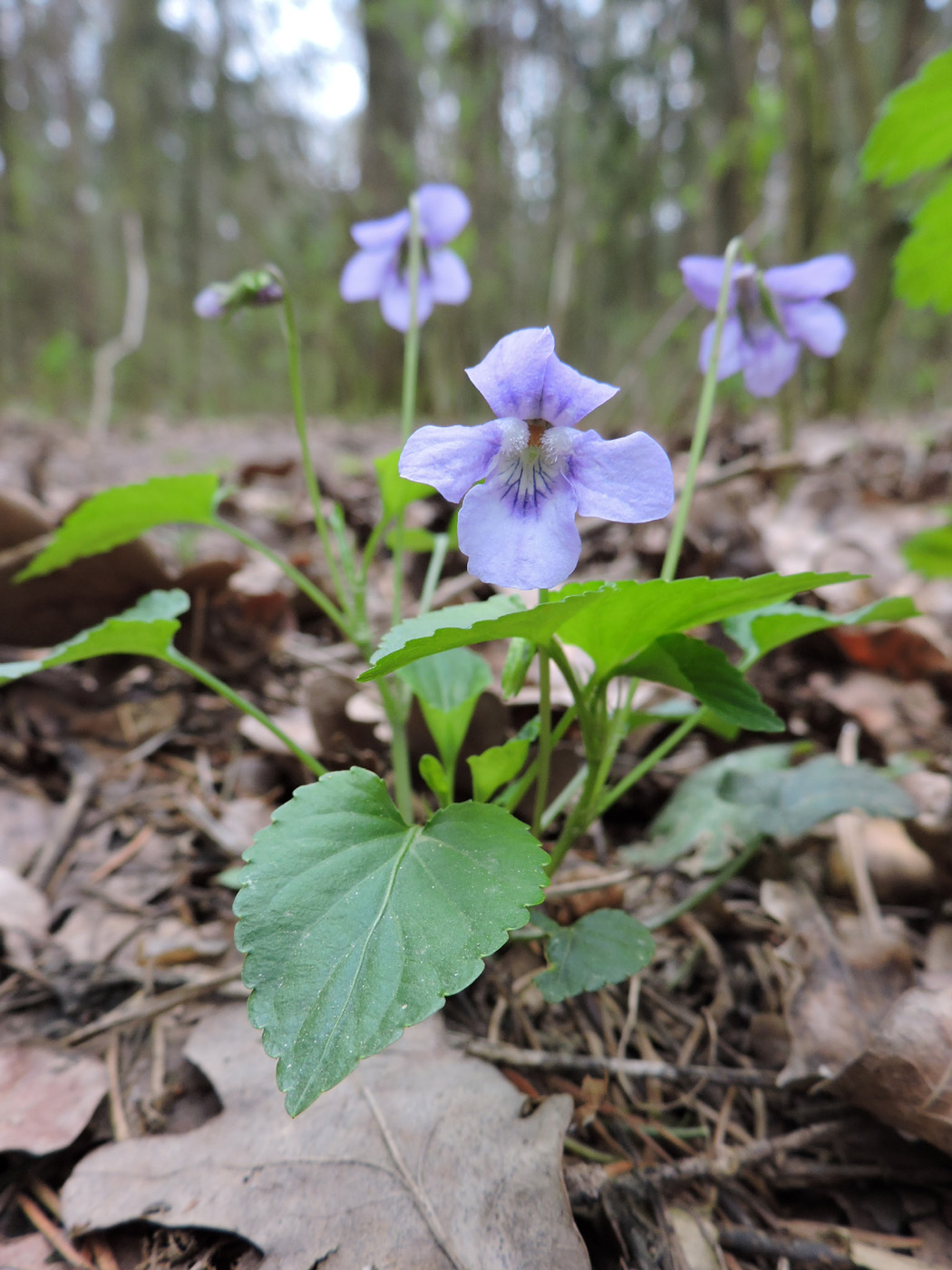 Image of Viola riviniana specimen.