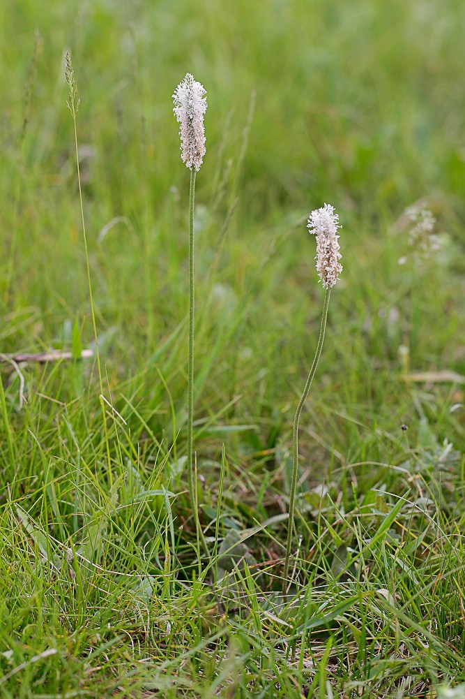 Image of Plantago urvillei specimen.