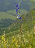 Delphinium laxiflorum