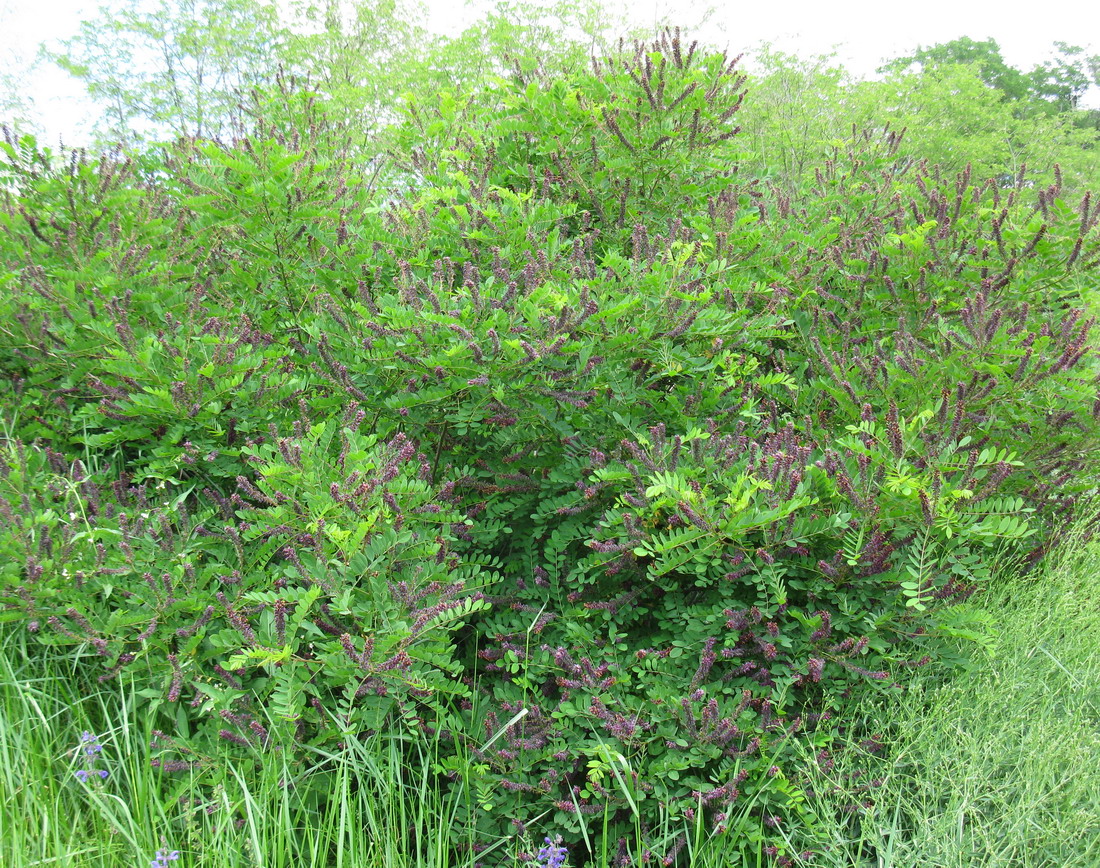 Изображение особи Amorpha fruticosa.