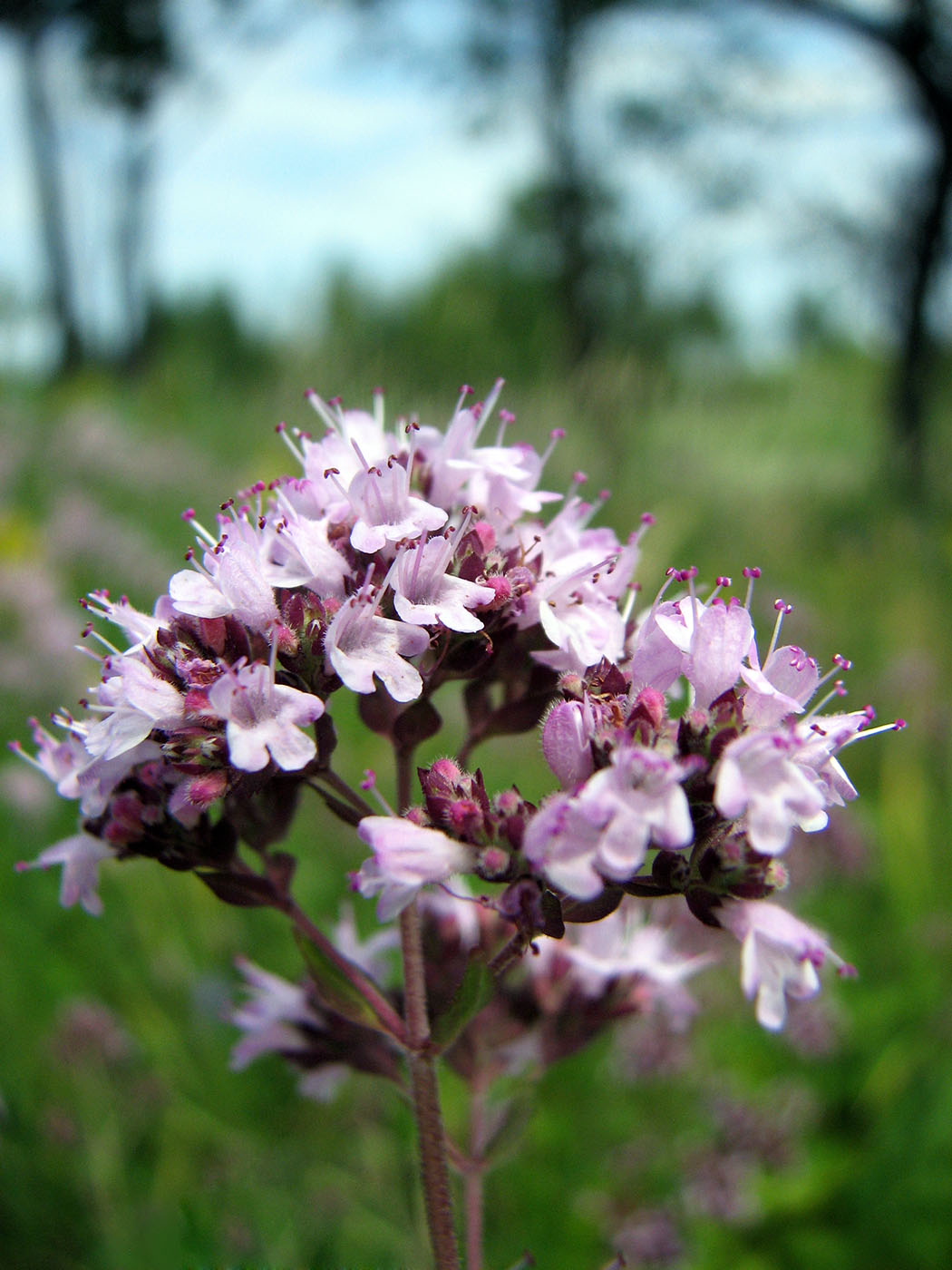 Изображение особи Origanum vulgare.