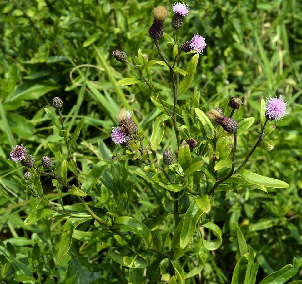 Изображение особи Cirsium setosum.