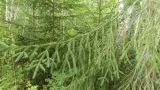 Picea abies