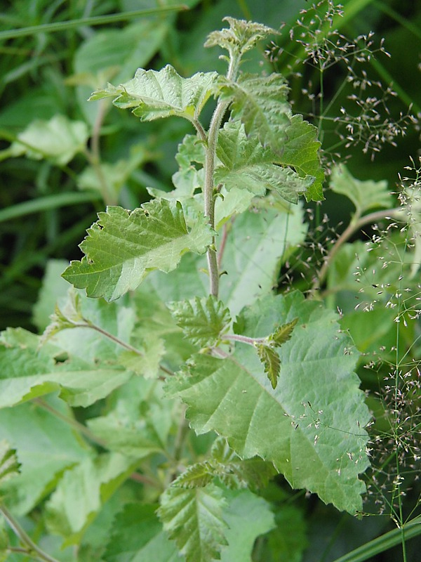 Image of Betula pubescens specimen.