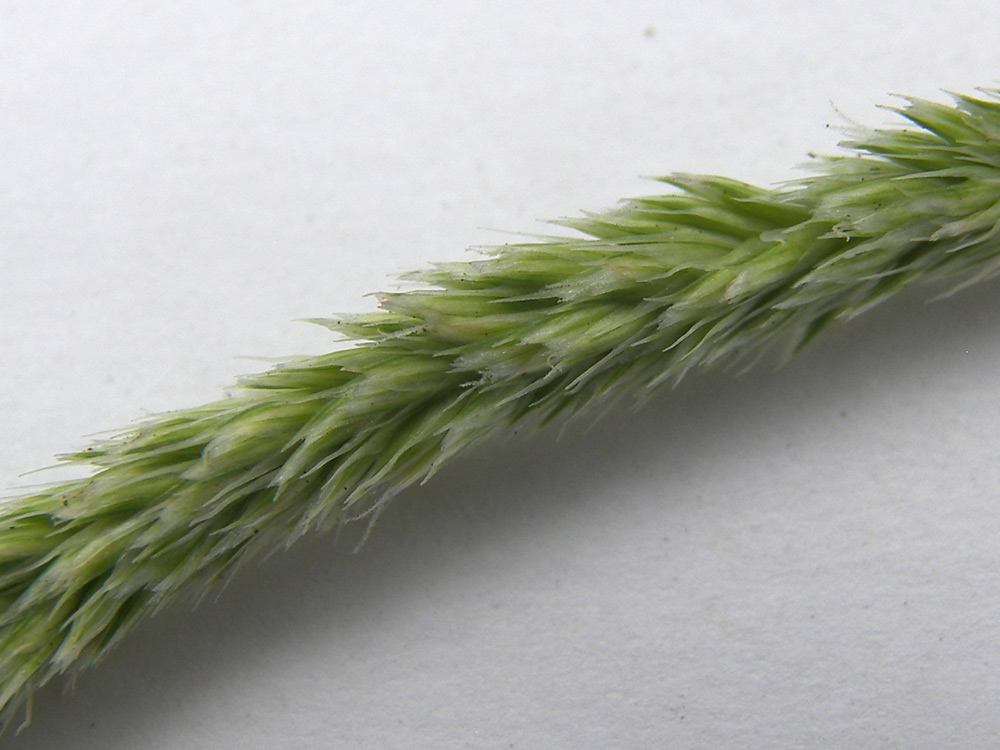 Image of Sesleria alba specimen.