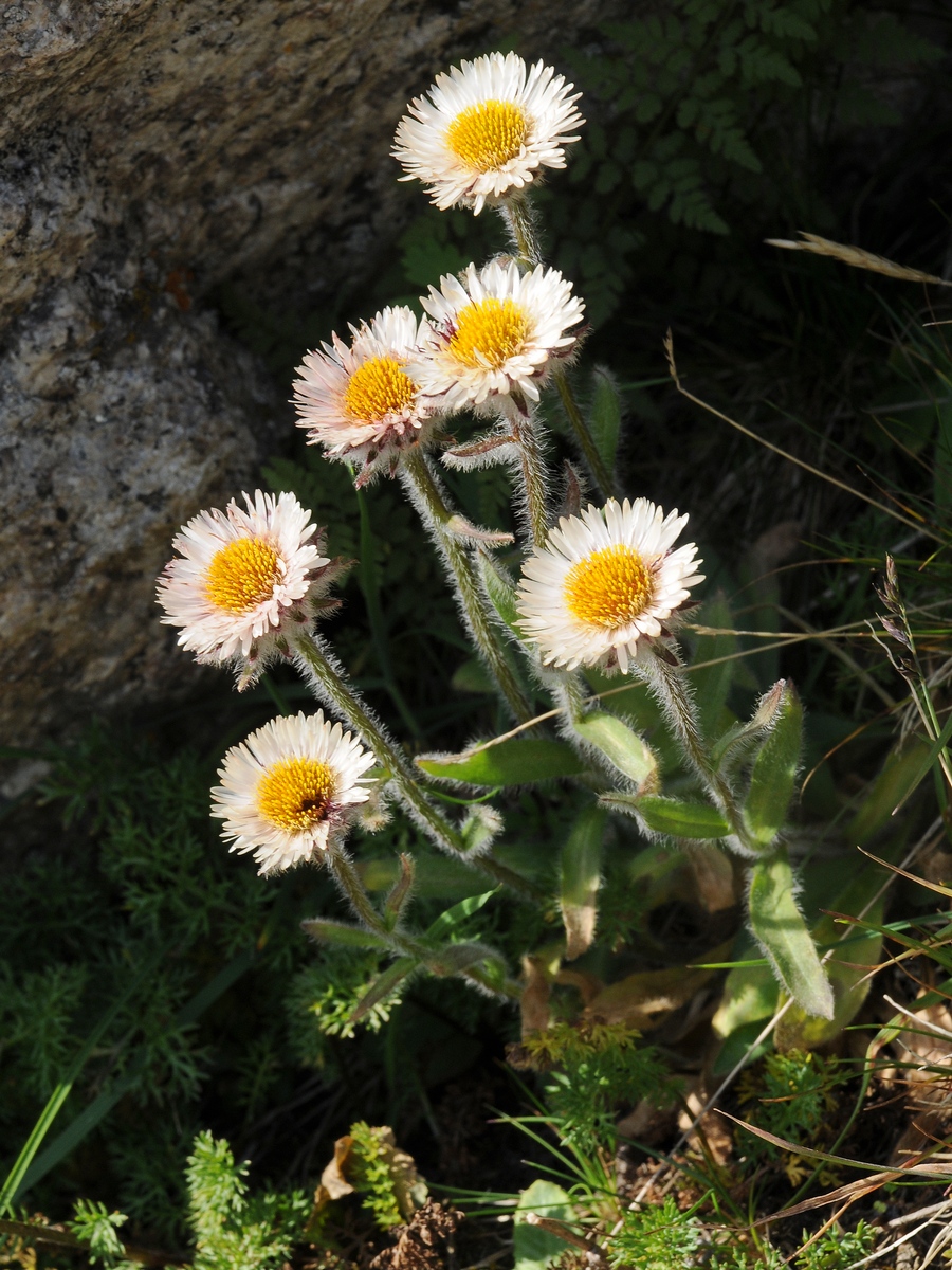 Image of Erigeron lachnocephalus specimen.