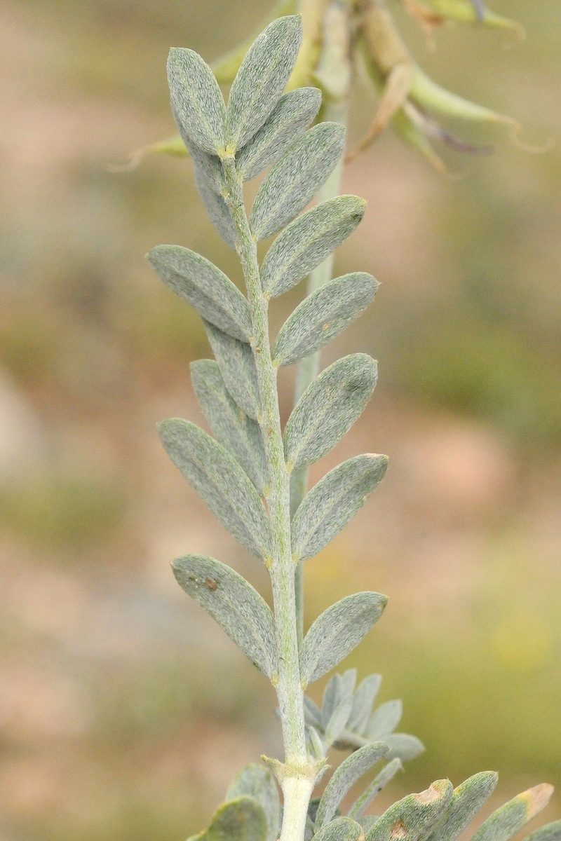 Image of Astragalus petraeus specimen.