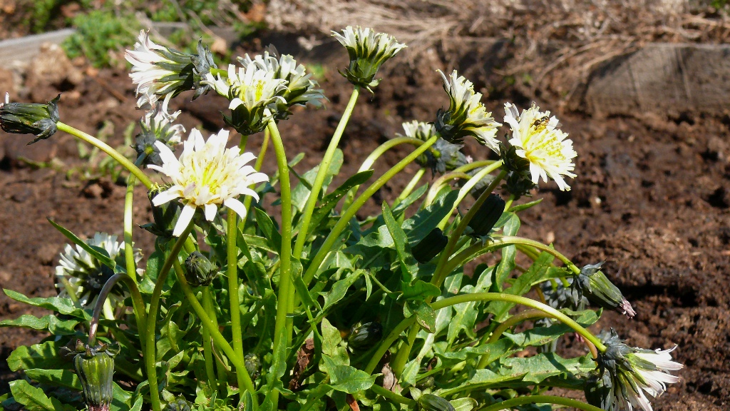 Image of Taraxacum pseudonivale specimen.