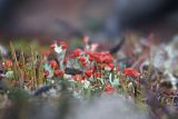 genus Cladonia. Таллом с апотециями. Северный Сахалин, побережье Охотского моря, окр. оз. Ватунг, моховое болото с сухими песчаными грядами. 18.06.2011.