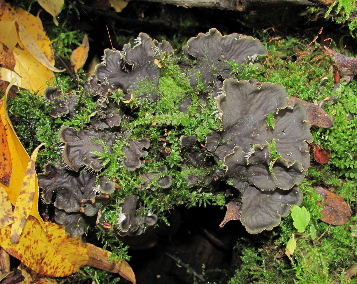 Image of genus Peltigera specimen.