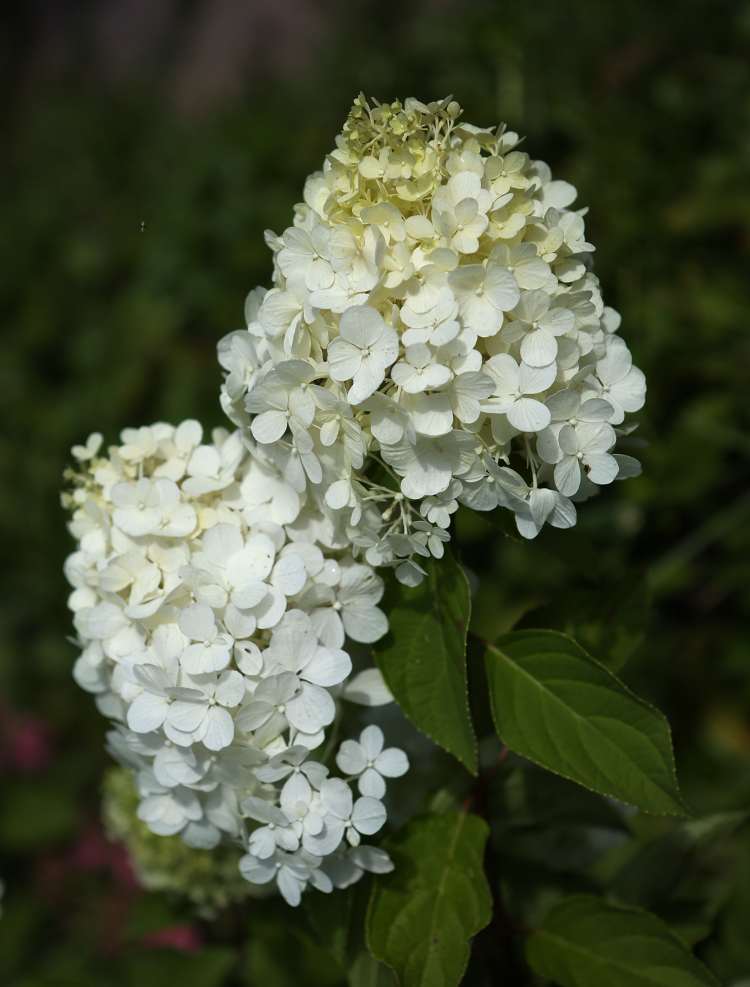 Image of Hydrangea paniculata specimen.