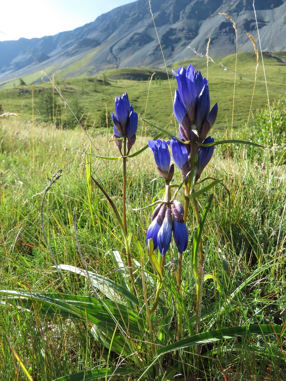 Изображение особи Gentiana decumbens.