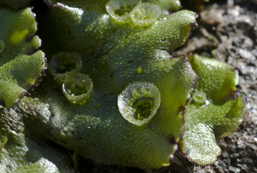 Изображение особи Marchantia polymorpha.