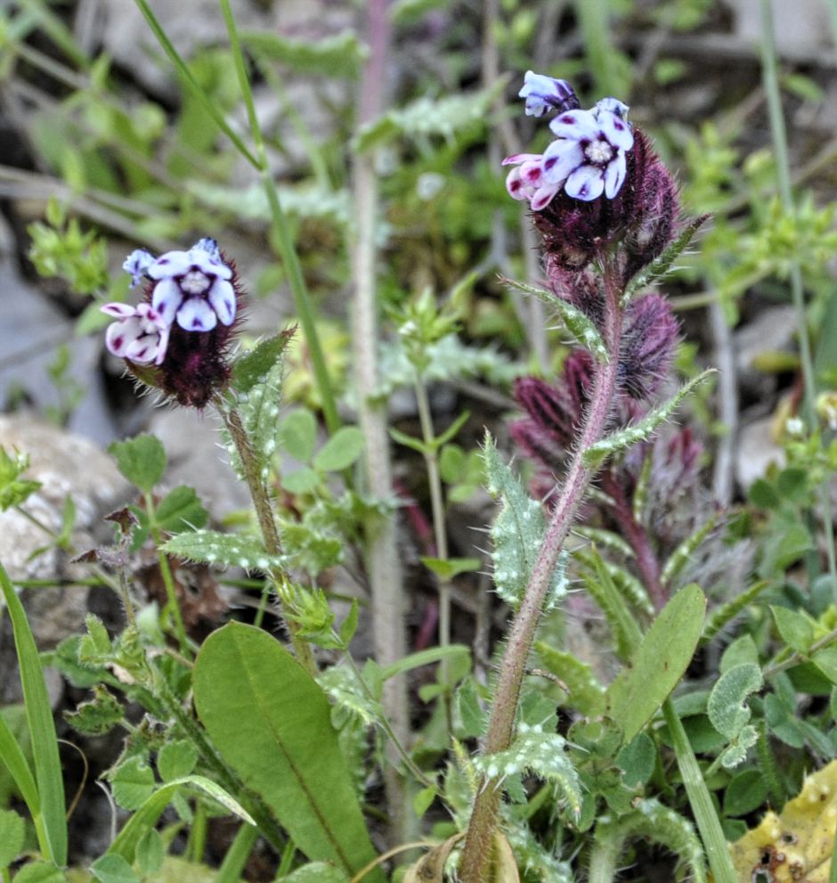 Image of Anchusella variegata specimen.