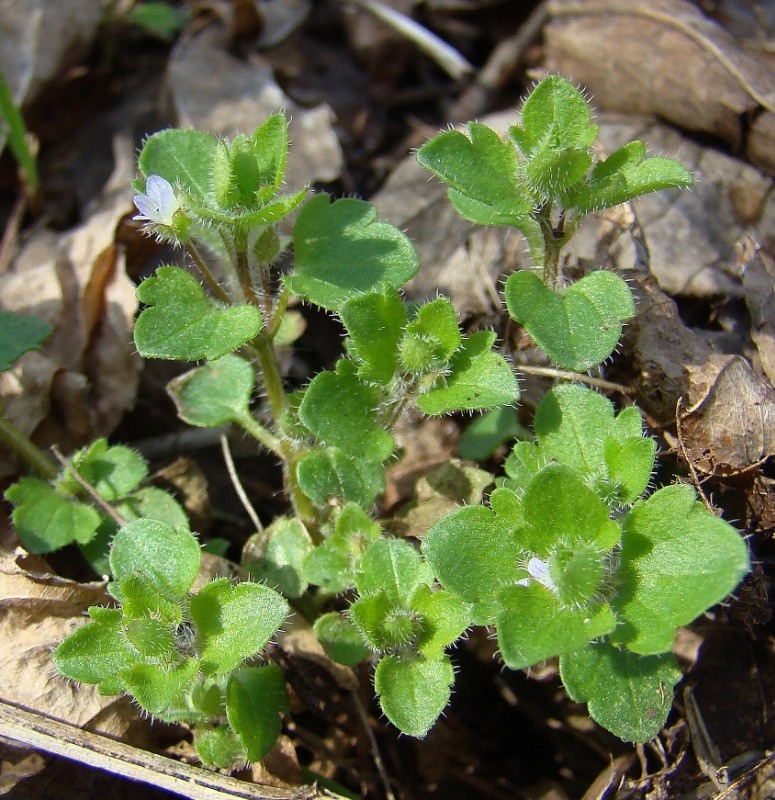 Image of Veronica sublobata specimen.