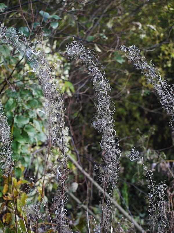 Image of Chamaenerion angustifolium specimen.