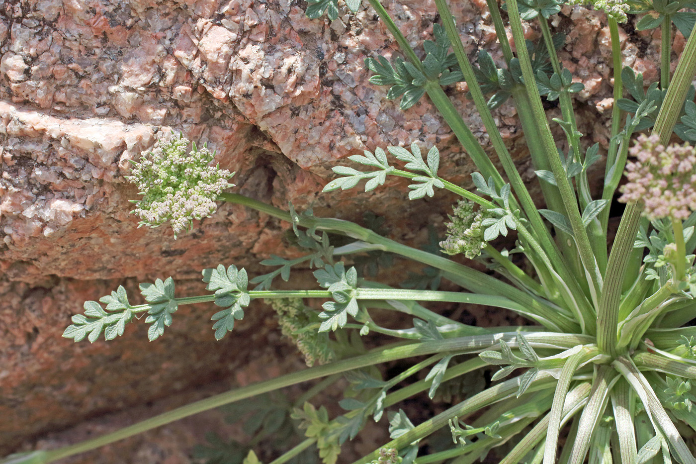 Image of Seseli calycinum specimen.