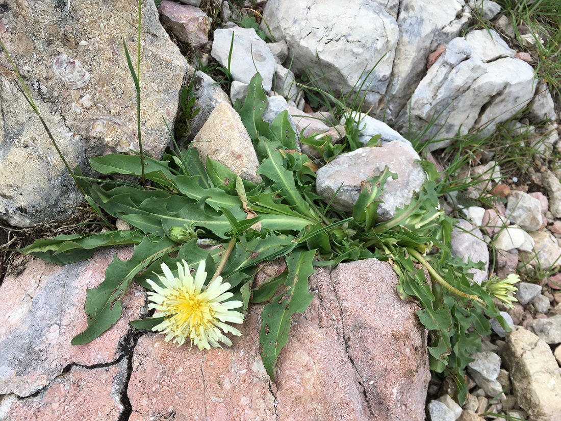 Изображение особи Taraxacum confusum.