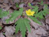 Anemone ranunculoides