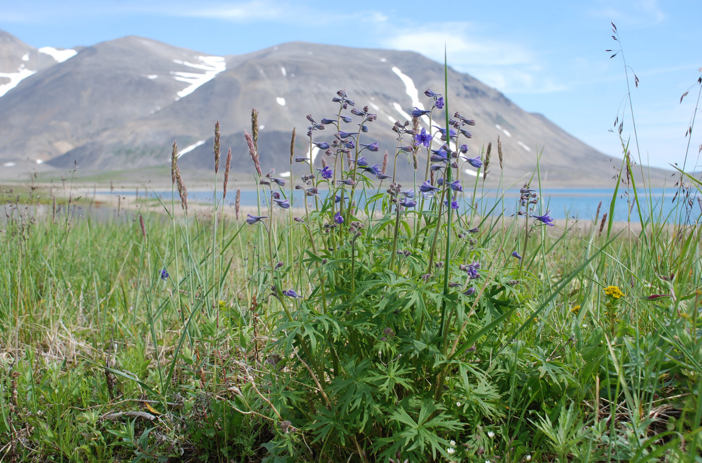 Изображение особи Delphinium chamissonis.