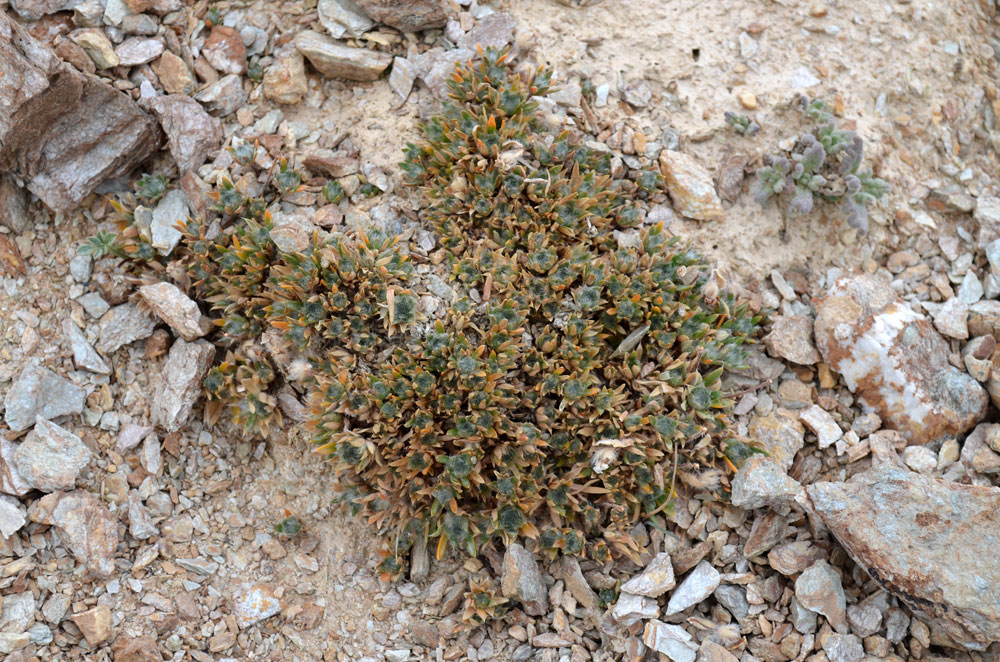 Image of Androsace sericea specimen.