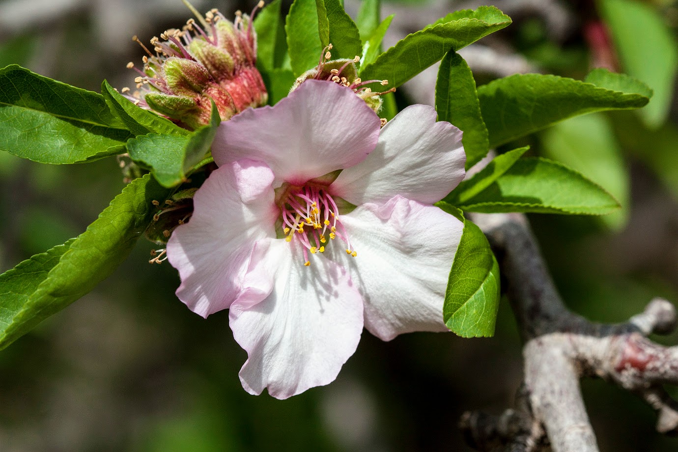 Изображение особи Amygdalus communis.