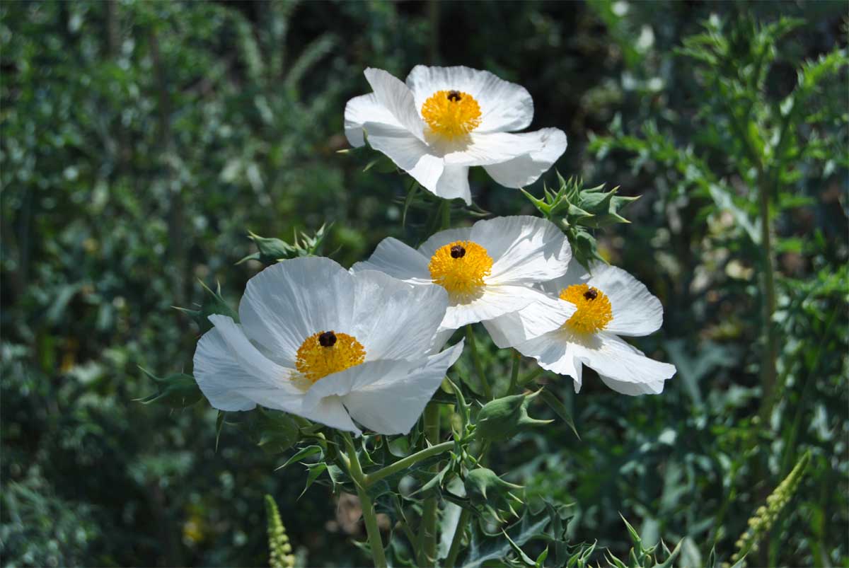 Image of Argemone corymbosa specimen.