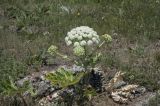 Heracleum stevenii. Цветущее растение. Горный Крым, гора Южная Демерджи. 21.06.2009.