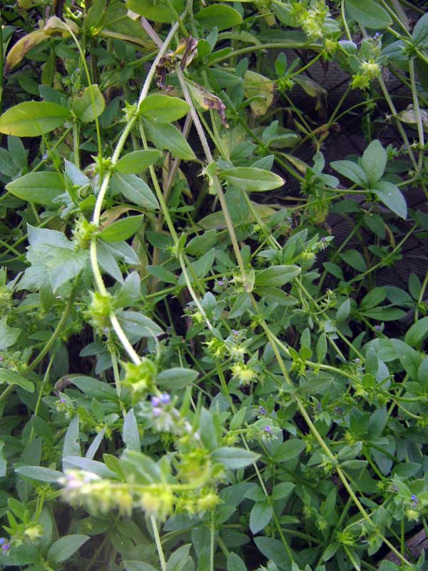 Image of Asperugo procumbens specimen.