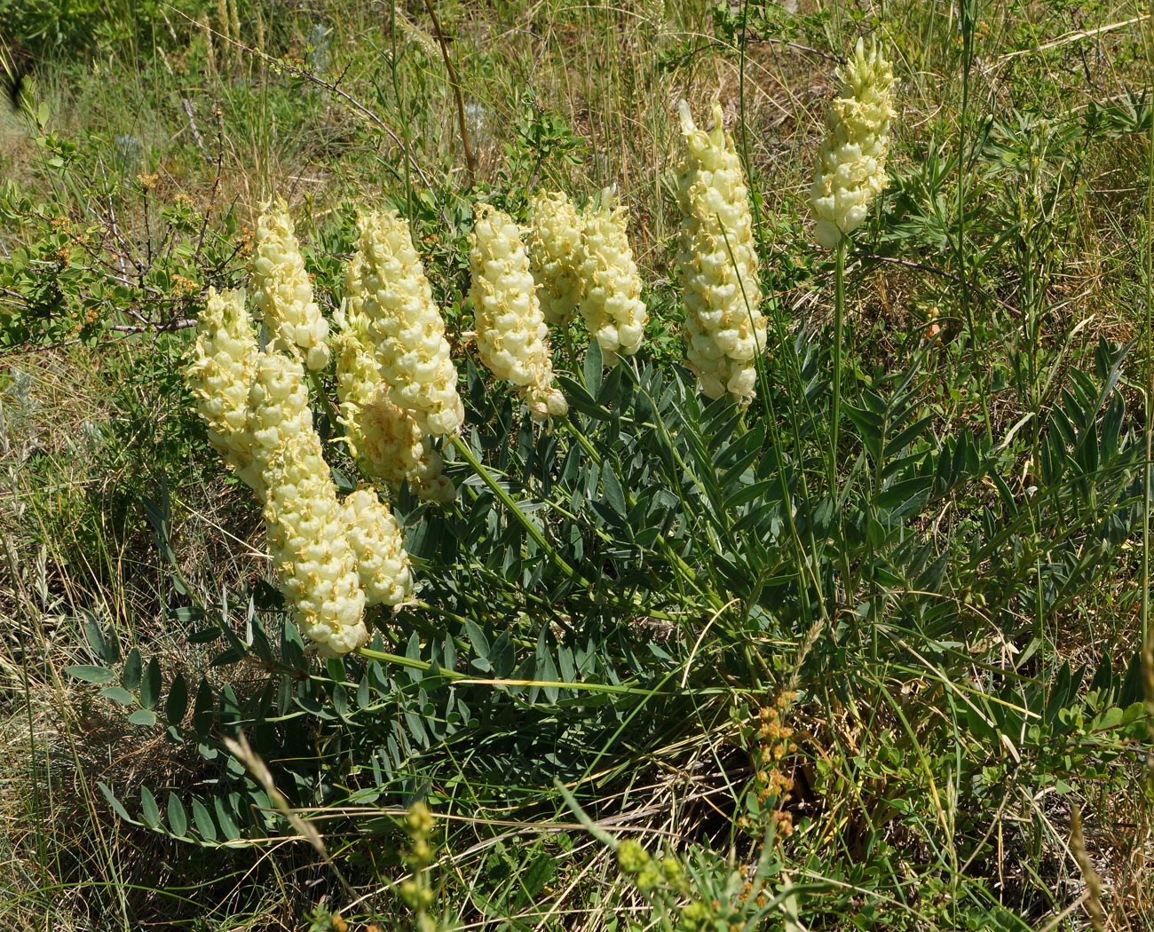 Изображение особи Astragalus follicularis.