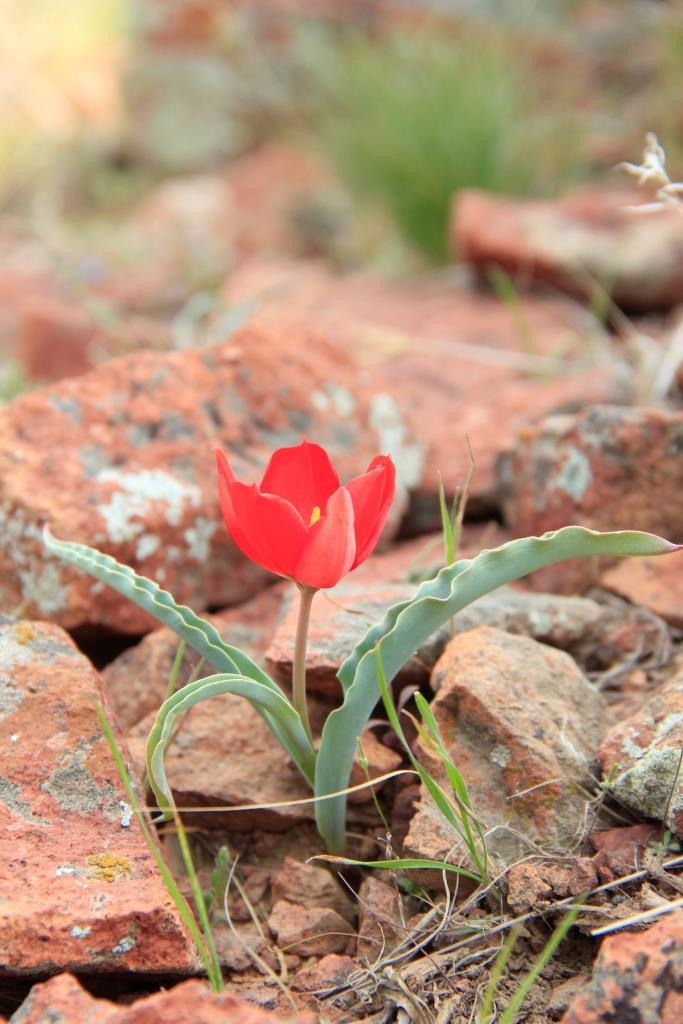 Image of Tulipa korolkowii specimen.