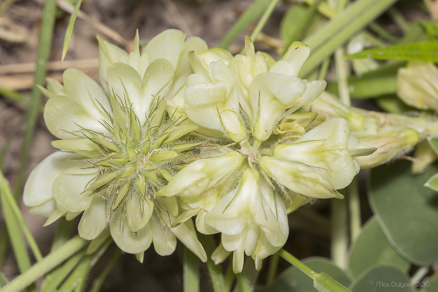 Изображение особи Hedysarum grandiflorum.