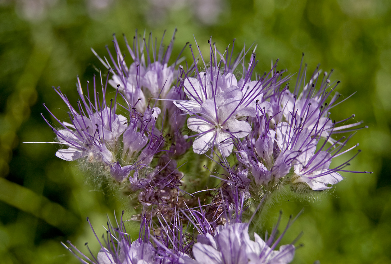 Image of Phacelia tanacetifolia specimen.