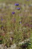 Jasione montana