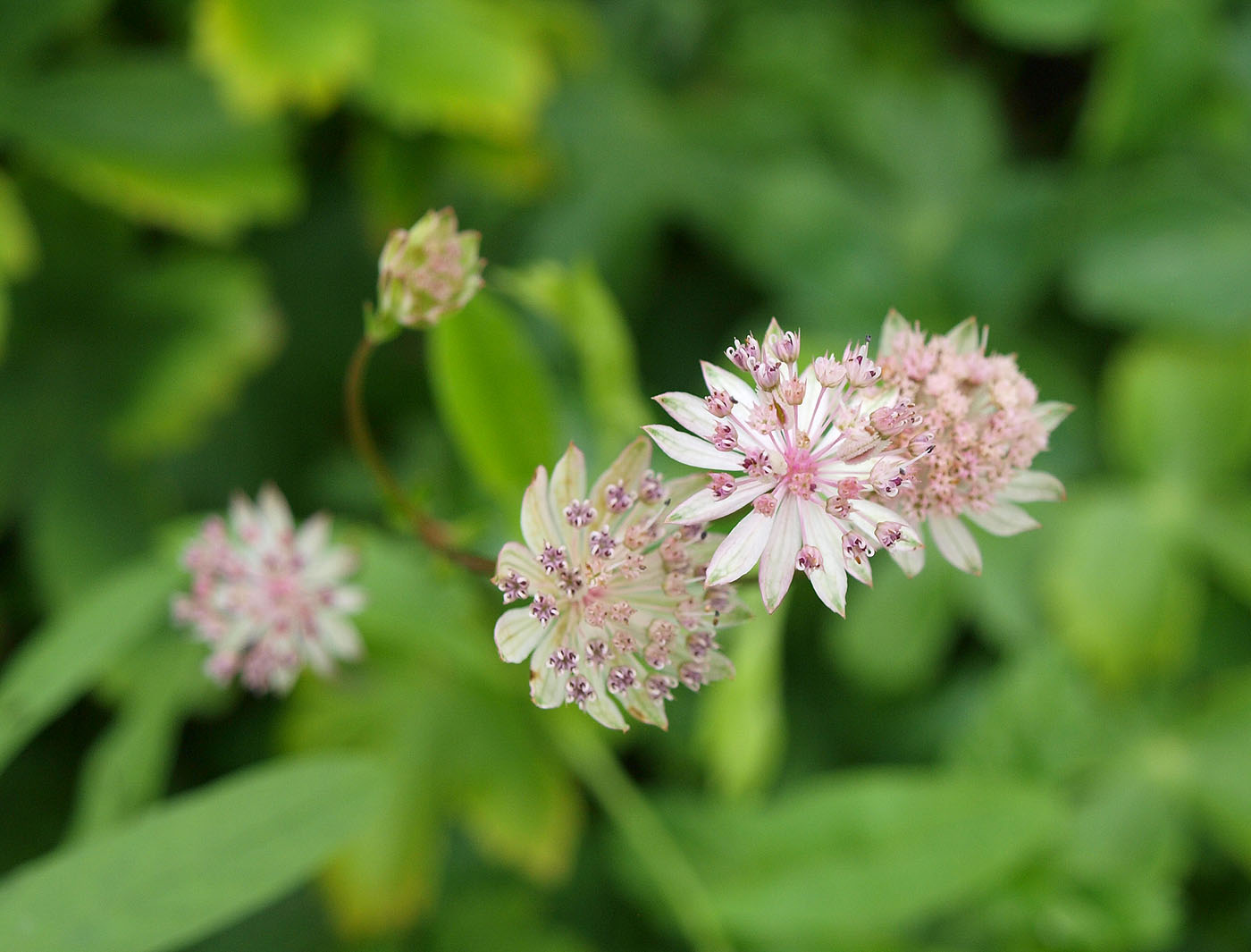 Image of Astrantia colchica specimen.