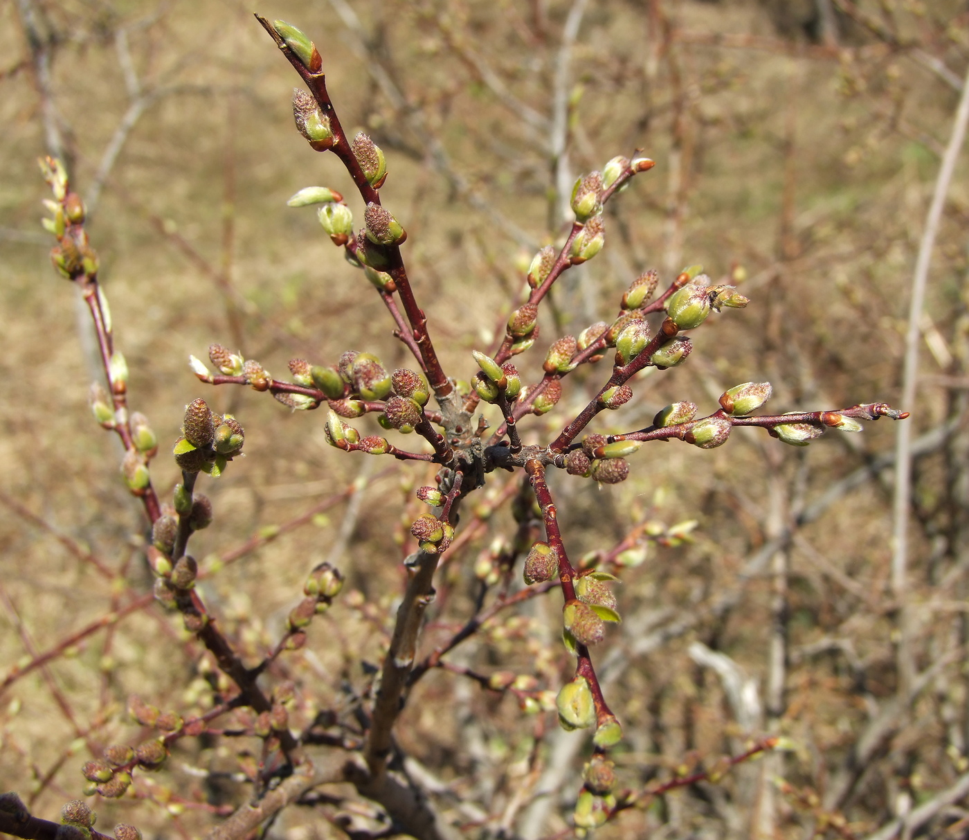 Image of Salix bebbiana specimen.