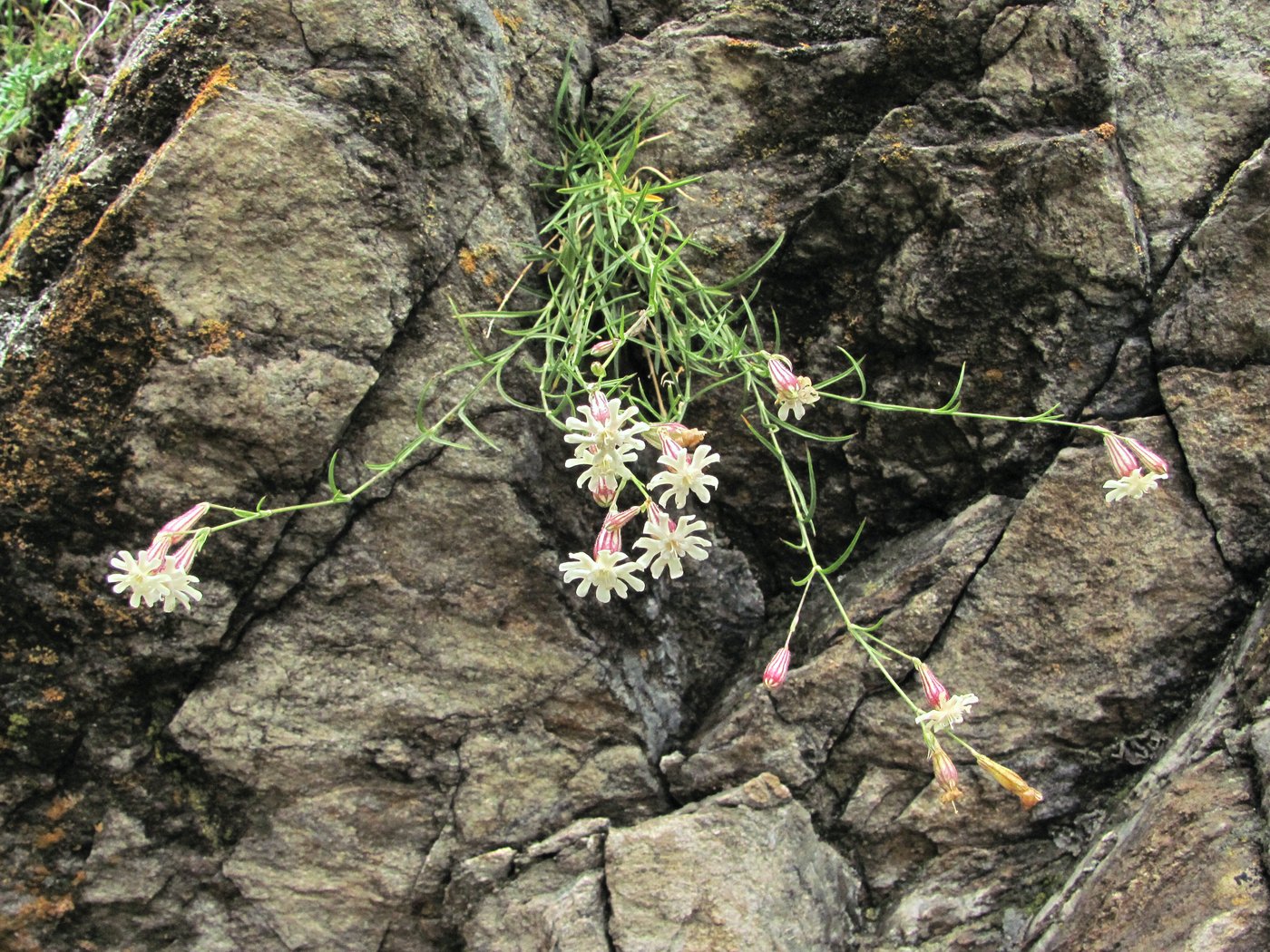 Image of Silene linearifolia specimen.