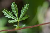 Potentilla caucasica