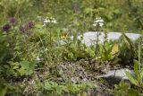 Euphrasia petiolaris