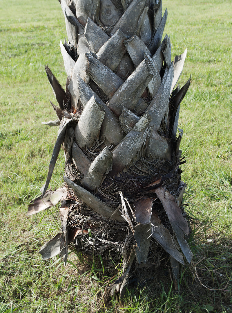 Image of Washingtonia robusta specimen.