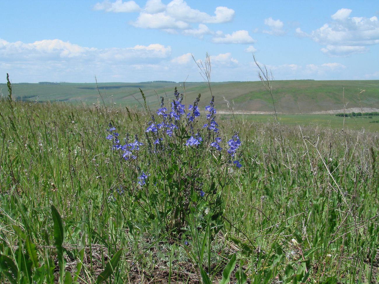 Image of Veronica krylovii specimen.