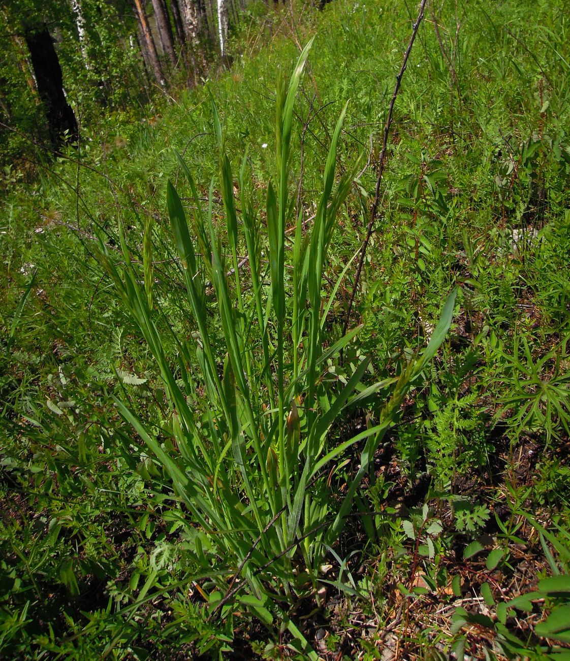 Изображение особи род Elymus.