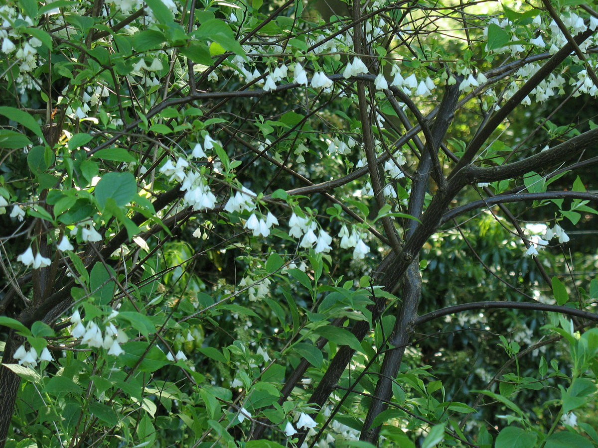 Image of Halesia carolina specimen.